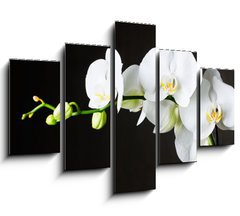 Obraz 5D ptidln - 150 x 100 cm F_GB44550802 - Close-up of white orchids (phalaenopsis) against dark background