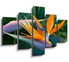 Obraz   Bird of paradise, 150 x 100 cm