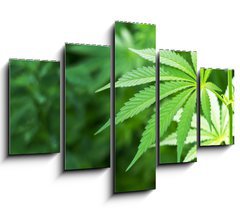 Obraz 5D ptidln - 150 x 100 cm F_GB48156966 - Young cannabis plant marijuana plant detail