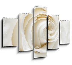Obraz   white rose, 150 x 100 cm