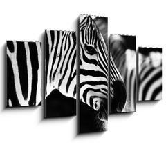 Obraz 5D ptidln - 150 x 100 cm F_GB50298303 - monochrome photo  - detail head zebra in ZOO - monochromatick fotografie