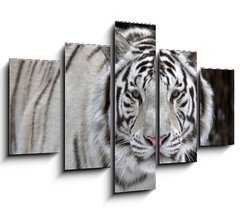 Obraz 5D ptidln - 150 x 100 cm F_GB51332281 - Glance of a passing by white bengal tiger