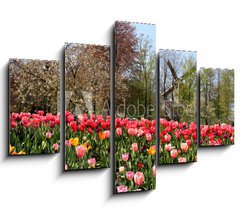 Obraz 5D ptidln - 150 x 100 cm F_GB52173694 - Holland windmills and tulips