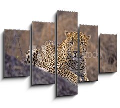 Obraz   Africa Leopard, 150 x 100 cm