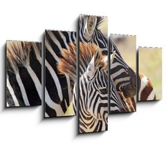 Obraz 5D ptidln - 150 x 100 cm F_GB54195512 - Baby zebra with mother