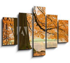 Obraz 5D ptidln - 150 x 100 cm F_GB54618270 - Old beech tree - Star buk