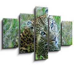 Obraz ptidln 5D - 150 x 100 cm F_GB5752327 - Leopard