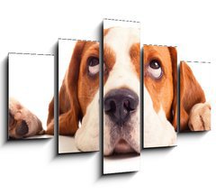 Obraz   beagle head isolated on white, 150 x 100 cm