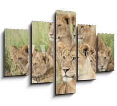 Obraz   Pride of Lions, Serengeti, Tanzania, 150 x 100 cm