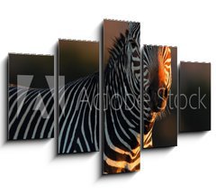 Obraz   Cape Mountain Zebra portrait, 150 x 100 cm