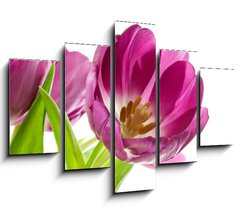 Obraz   lilac tulips isolated on white, 150 x 100 cm