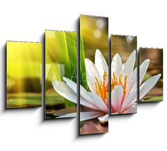 Obraz   water lily, 150 x 100 cm