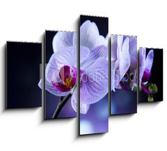 Obraz 5D ptidln - 150 x 100 cm F_GB60355807 - Beautiful orchids