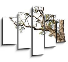 Obraz 5D ptidln - 150 x 100 cm F_GB60475741 - Big tree on a white background