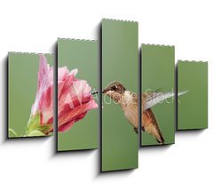 Obraz   Ruby throated Hummingbird (archilochus colubris), 150 x 100 cm