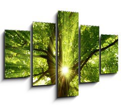 Obraz   Sonne strahlt explosiv durch den Baum, 150 x 100 cm