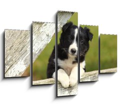 Obraz 5D ptidln - 150 x 100 cm F_GB63537900 - Border Collie Puppy With Paws on White Rustic Fence 2