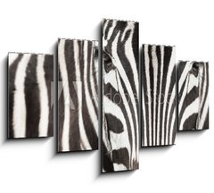 Obraz   Close up of zebra head and body with beautiful striped pattern, 150 x 100 cm