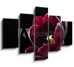 Obraz   Wet purple black tulip., 150 x 100 cm