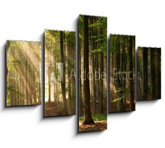 Obraz 5D ptidln - 150 x 100 cm F_GB64670682 - autumn forest trees. nature green wood sunlight backgrounds.