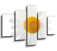 Obraz   White daisy, 150 x 100 cm