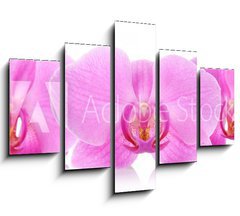 Obraz   The orchid flowers, 150 x 100 cm