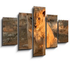 Obraz 5D ptidln - 150 x 100 cm F_GB682146 - lion cub