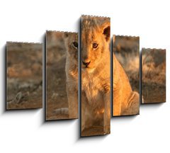 Obraz   lion cub, 150 x 100 cm