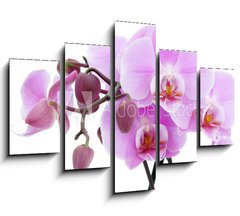 Obraz   Violet orchid, 150 x 100 cm