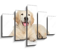 Obraz 5D ptidln - 150 x 100 cm F_GB69054182 - Golden Retriever puppy on white background