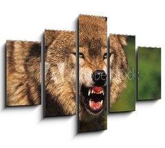 Obraz 5D ptidln - 150 x 100 cm F_GB69348071 - Snarling Wolf - Chvn vlka