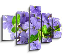 Obraz ptidln 5D - 150 x 100 cm F_GB7068319 - Small violet of flower on white background