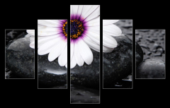 Obraz   Macro of beautiful white gerbera with wet stones, 150 x 100 cm