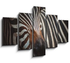 Obraz   Zebra portrait in Prague Zoo, 150 x 100 cm