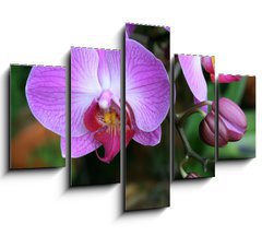 Obraz 5D ptidln - 150 x 100 cm F_GB71782201 - Beautiful purple orchid - phalaenopsis