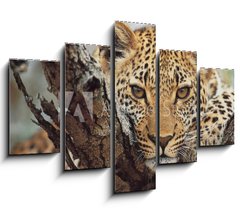 Obraz ptidln 5D - 150 x 100 cm F_GB743250 - big cat - velk koka