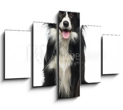 Obraz   Border Collie (2 years old), 150 x 100 cm