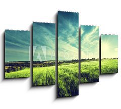 Obraz   field of barley in sunset time, 150 x 100 cm