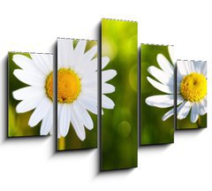 Obraz 5D ptidln - 150 x 100 cm F_GB80255596 - White daisy flowers .