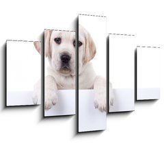 Obraz 5D ptidln - 150 x 100 cm F_GB80290428 - Puppy dog holding sign or banner isolated