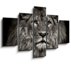 Obraz 5D ptidln - 150 x 100 cm F_GB80704831 - arrogant lion