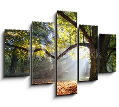 Obraz 5D ptidln - 150 x 100 cm F_GB80921295 - mighty oak tree - mocn dub