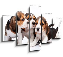 Obraz   Beagle puppies on white background, 150 x 100 cm