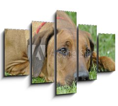 Obraz   dog on the grass, 150 x 100 cm