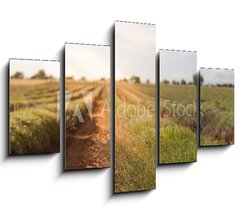 Obraz 5D ptidln - 150 x 100 cm F_GB86512213 - Harvested lavender field - Sbr levandule pole