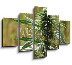 Obraz 5D ptidln - 150 x 100 cm F_GB9135010 - cannabis - konop