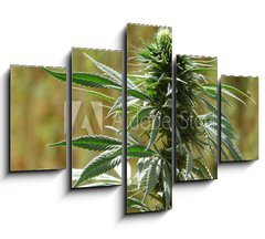 Obraz 5D ptidln - 150 x 100 cm F_GB9135010 - cannabis