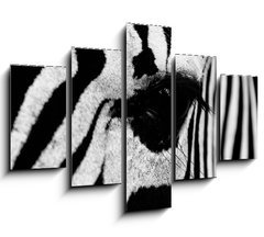 Obraz   zebra in field, 150 x 100 cm