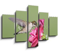 Obraz   Juvenile Ruby throated Hummingbird (archilochus colubris), 150 x 100 cm