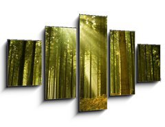 Obraz ptidln 5D - 125 x 70 cm F_GS10017097 - Pine forest with the last of the sun shining through the trees. - Borov les s poslednm sluncem, kter z stromy.